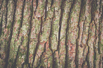 Texture of tree from trunk. Background.