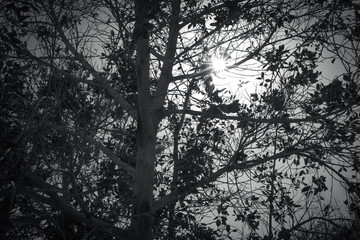 Obraz premium An Egyptian Desert