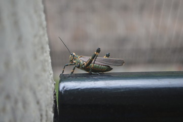 cricket