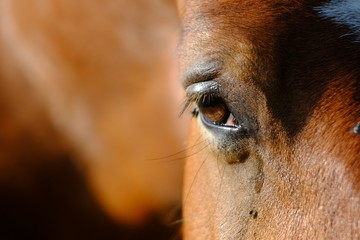 horse eye - 257282506