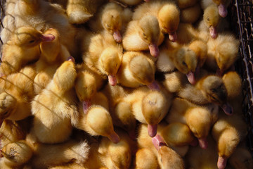 Little Ducklings on a chicken farm