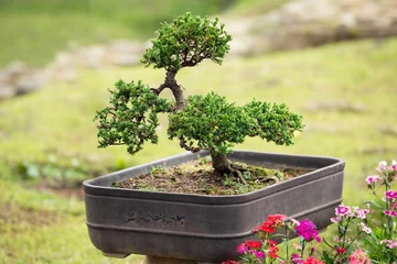 Schilderijen op glas bonsai - een sierboom of -heester die in een pot wordt gekweekt en kunstmatig verhinderd wordt om zijn normale grootte te bereiken © oriolegin11