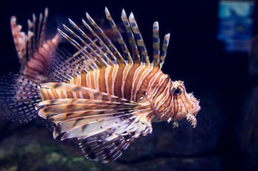 Fototapeta na wymiar lionfish