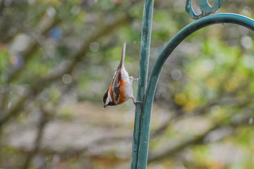 Cute little Chickadee perched on a feeder hanger after a rain.