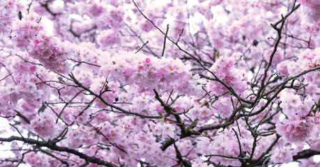 Cherry blossom in full bloom. Japanese cherry flowers in Warm Ma