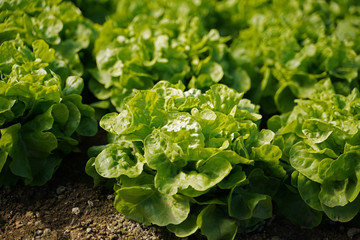 Kopfsalat Salat Anbau im Gewächshaus