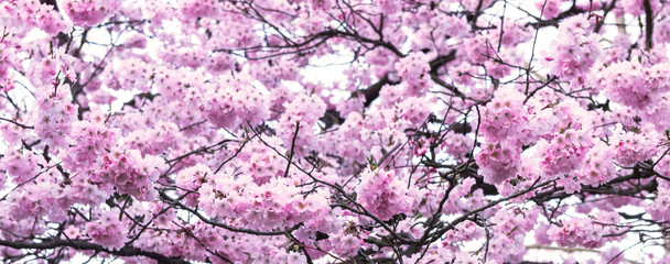 Cherry blossom in full bloom. Japanese cherry flowers in Warm Ma