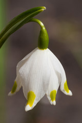 beautiful white flower Snowdrop close up macro,  First spring flower Galanthus Rivalis.
