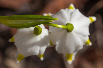 beautiful white flower Snowdrop close up, bokeh background, soft focus, First spring flower Galanthus Rivalis. Top view