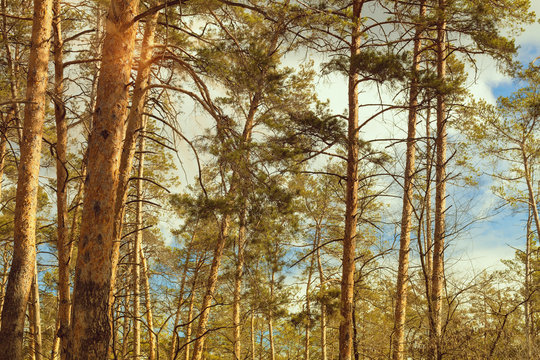 Pine forest landscape, Window view. The sun through the crowns of tree. Beautiful nature.