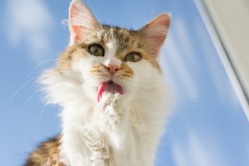 Tricolor cat tongue sticking out with foot lying on the windowsill, background blue sky.