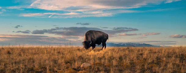 Fototapete Bison Büffelpanorama Wildlife