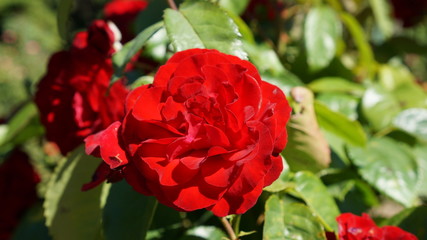 red rose in garden