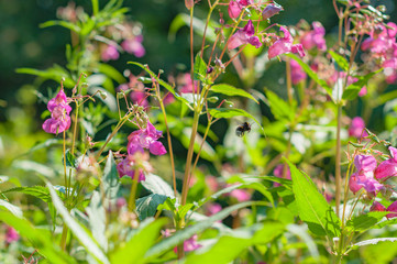 A thicket of parrot flowers and bumblebee pollinating in the sunny summer day