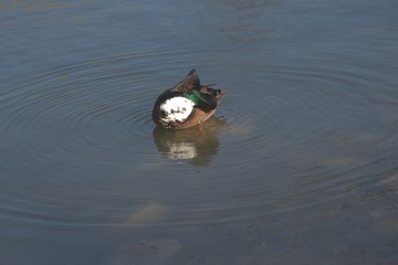 Kaczki na wodzie © Iwona