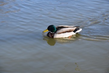 Kaczki na wodzie © Iwona