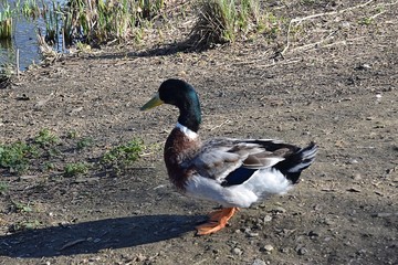 kacki odpoczywaja w parku przy stawie