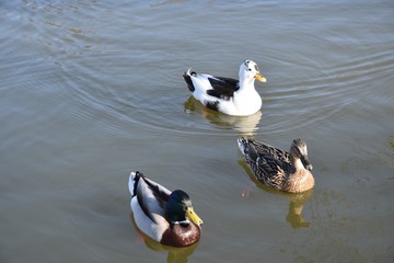 Kaczki na wodzie © Iwona