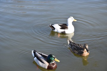 Kaczki na wodzie © Iwona