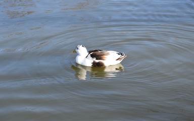 Kaczki na wodzie © Iwona