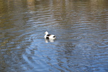 Kaczki na wodzie © Iwona