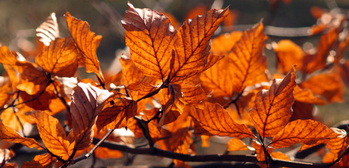 Golden dry leaves background