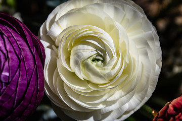 Beautiful purple and white ranunculus macro or close up; outdoor flowers.