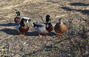 kacki odpoczywaja w parku przy stawie