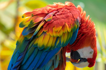 Ara macao. Guacamayo escarlata. © Ana Tramont