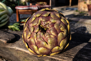 Obraz premium Beautiful italian artichokes, (mammole) and chicory (puntarelle), raw, before preparation. Italian cuisine