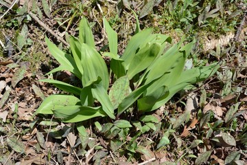 Wild leeks (Ramps) Allium tricoccum