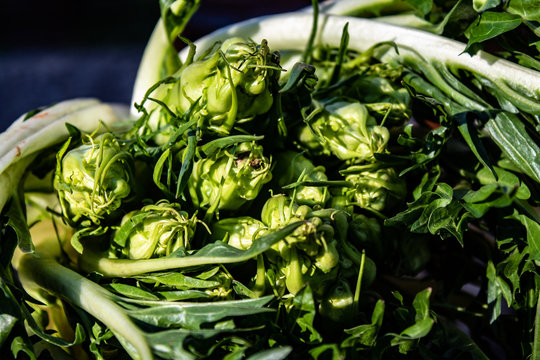 Fresh italian chicory (puntarelle) for the vegetable garden, ready to be prepared. Italian cuisine