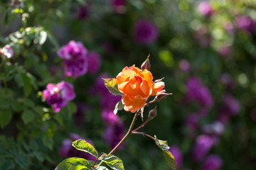 Colorful Pink Red Yellow White Rose and Flowers