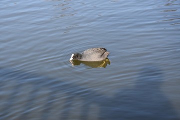 Kaczki na wodzie © Iwona