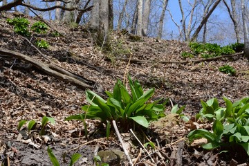 Wild leeks (Ramps) Allium tricoccum