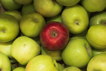 red apple among greens. leadership concept. not like everyone else.