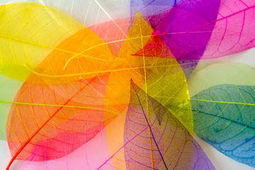 Skeleton frameleaf abstract background