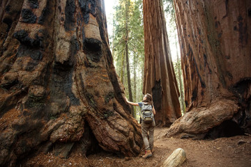 Hiker in Sequoia national park in California, USA