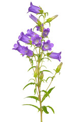 Fototapeta na wymiar Campanula flower isolated