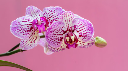 Orchids flowers purple white color closeup on pink