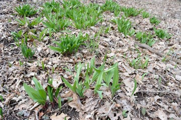 Wild leeks (Ramps) Allium tricoccum