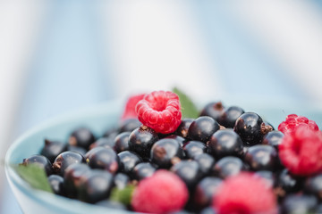 Black currant close up in a blue bowl with copy space.