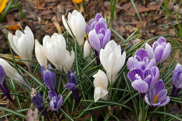 crocuses, spring garden flowers