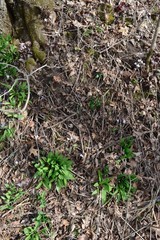 Wild leeks (Ramps) Allium tricoccum