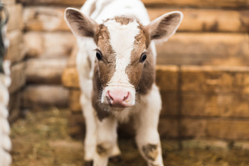 Cute calf looks into the object. A cow stands inside a ranch next to hay and other calves