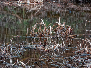 Grass in the creek in the city park