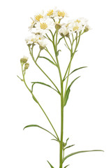 Achillea (Achillea macrocephala) flower