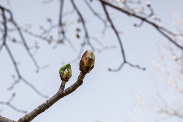 blooming in spring © juan