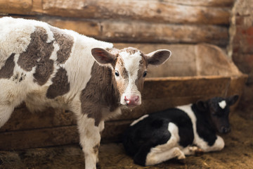 Cute calf looks into the object. A cow stands inside a ranch next to hay and other calves.