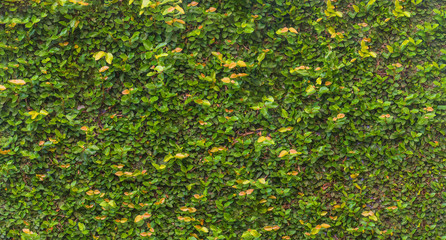 wall full of creeper leaves whole on green